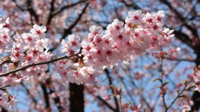 Qulaq eşitdiyindən