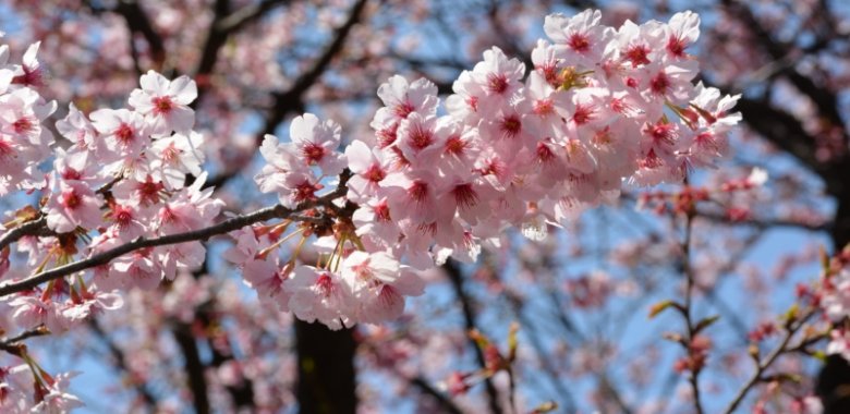 Qulaq eşitdiyindən